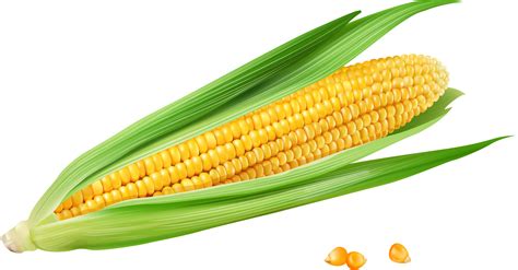 How do I make my corn plant happy?