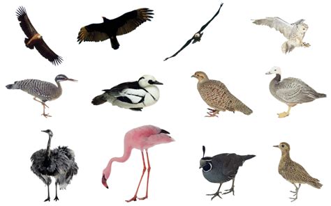 Can birds sense you looking at them?