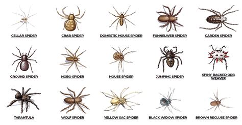 Should I leave spiders in my basement?