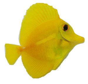 How much has the price of yellow tangs increased?