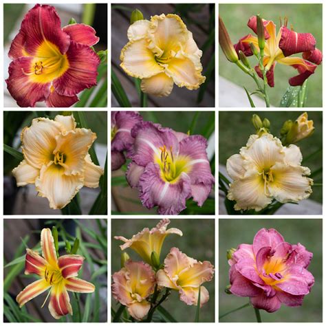 What makes lilies bloom faster?