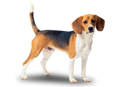 What is a common problem with beagles?