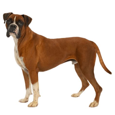 Do Boxer dogs have a bad reputation?