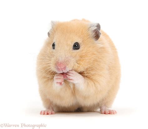 Is wet tail painful for hamsters?