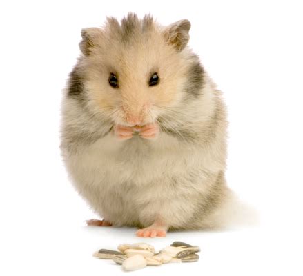 Does a hamster bite hurt?