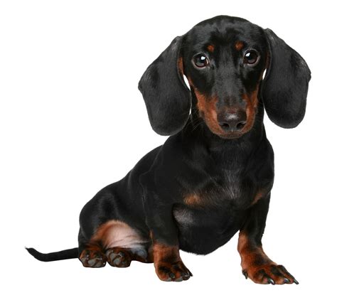 Do Dachshunds have a bad temperament?