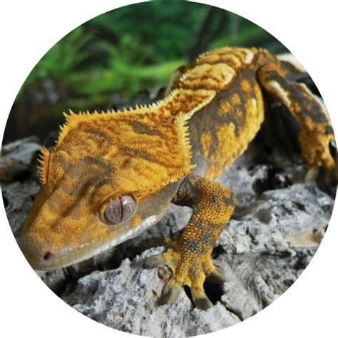 What are the signs of a crested gecko dying?