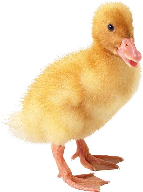 Do ducks get sad when their ducklings die?