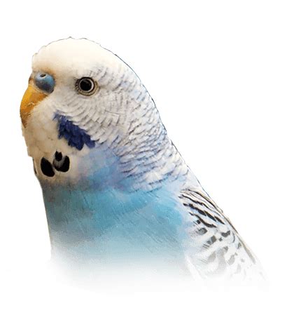 Why did my budgie die all of a sudden?