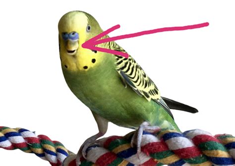 What is the most common cause of death in budgies?