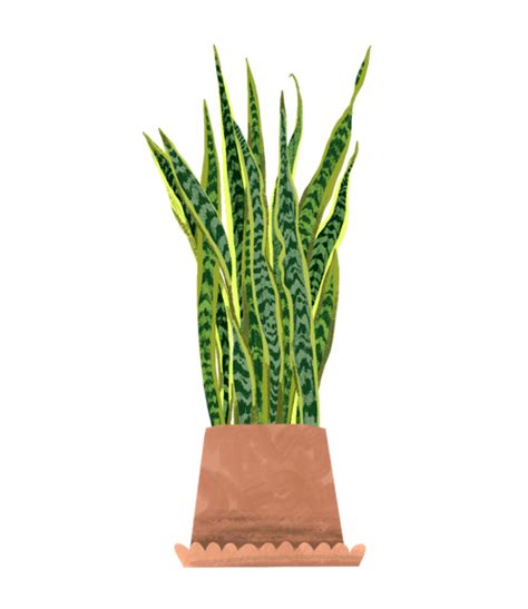 How do I know my snake plant is dying?