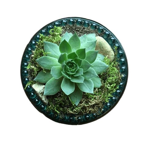 Can you save a rotting succulent?