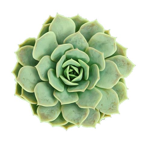How long can succulents go without water?