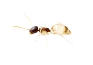 Why does ant killer smell so bad?