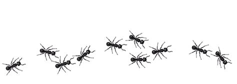 What are the big black ants that smell when crushed?