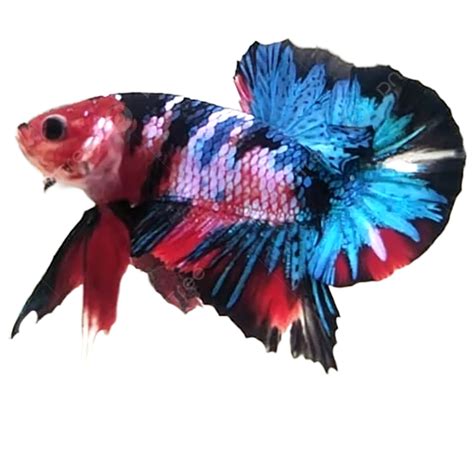 How do you get a betta fish out of hiding?