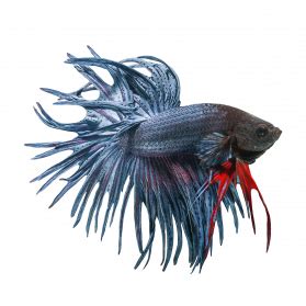 What does an unhappy betta fish look like?