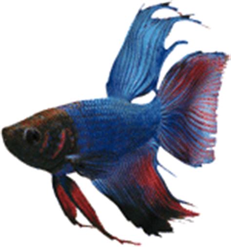 How strong is a betta fish bite?