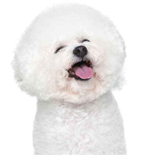 How often should you wash your Bichon?