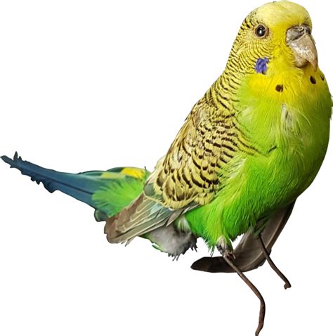 Why does my budgie tilt his head when I talk to him?