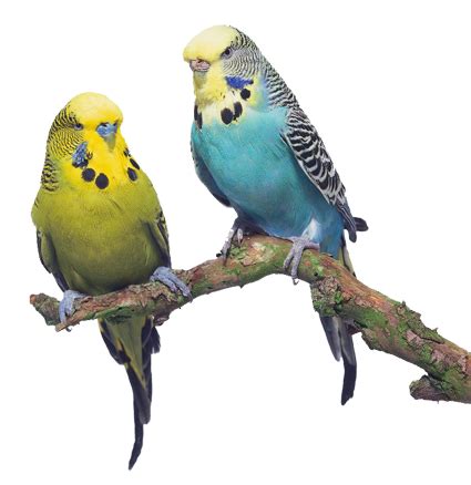 How do you tell if a bird is bonded to you?
