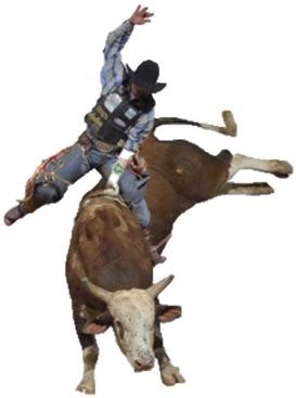 What makes bulls so angry in bull riding?
