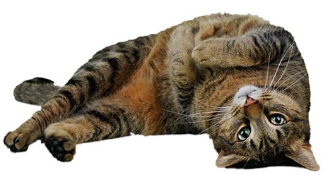Why do cats tuck and roll?