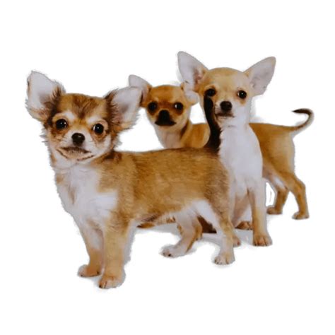 What do Chihuahuas love the most?