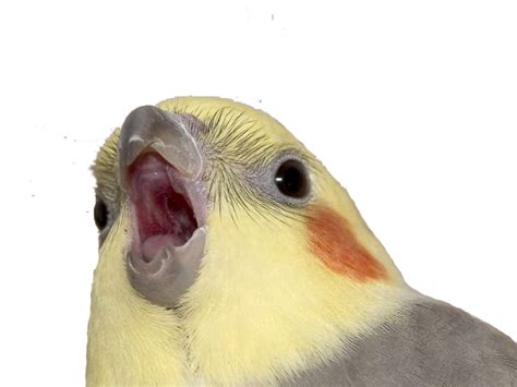 Are birds happy when they bob their head?
