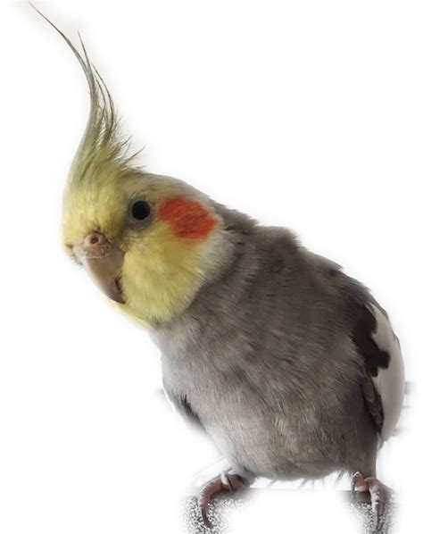What is the rarest cockatiel color?