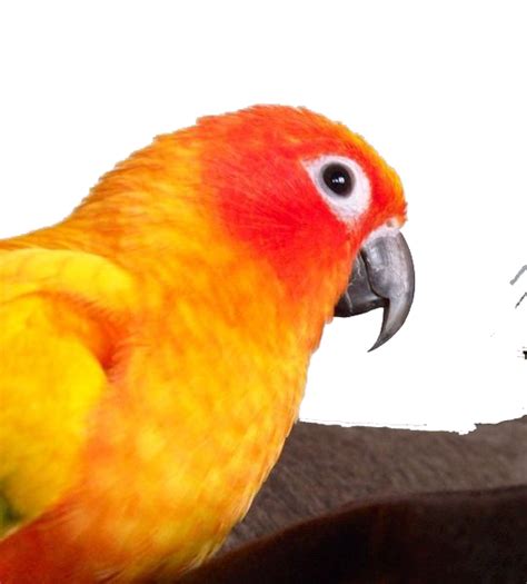 How do you punish a conure for biting?