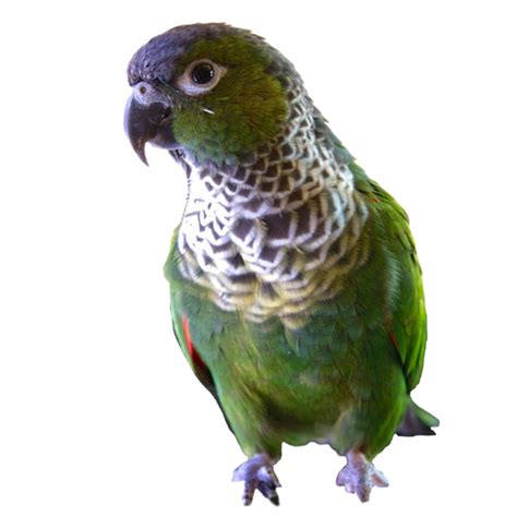 What noise do parrots hate?