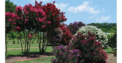 Should seed pods be removed from crepe myrtle?