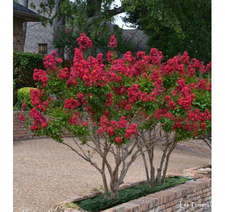 What happens if you don't prune crepe myrtles?