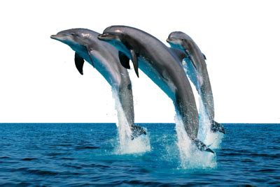 Can humans talk to dolphins?