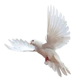 Are doves aggressive with each other?