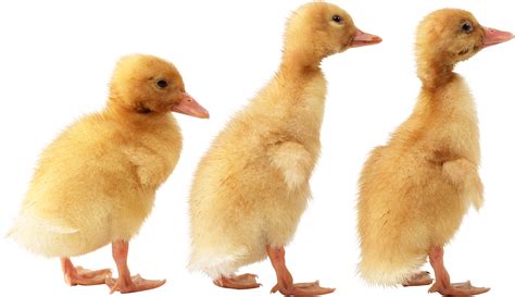 Why do female ducks have orange feet?