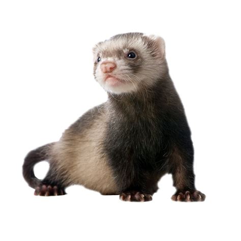 Why does my ferret keep falling over?