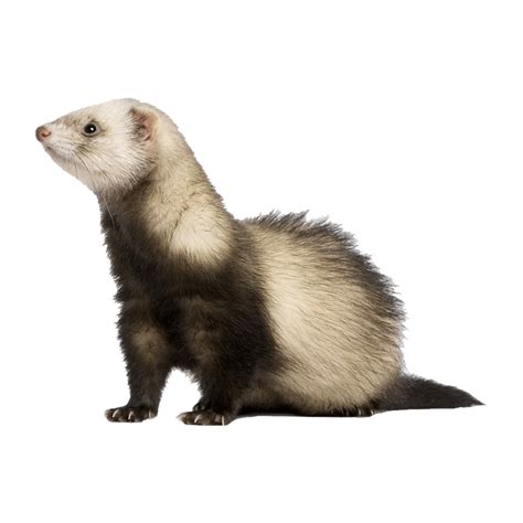 What is the lifespan of a ferret?