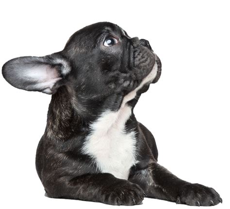 Are French bulldogs very vocal?