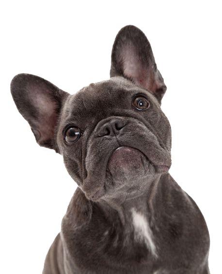 What are the signs of breathing problems in French bulldogs?