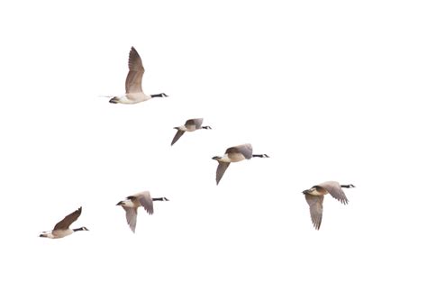 Why do geese squawk when they fly?