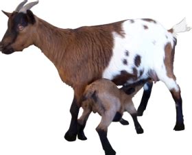 What wood is toxic to goats?