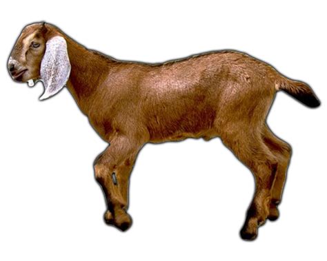 Why do goats have balls?