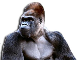 Why do gorillas drum their chest?