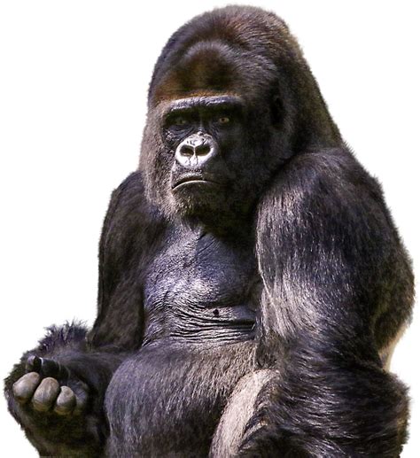 Can 100 humans beat a gorilla?