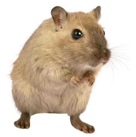 Can you revive a frozen hamster?