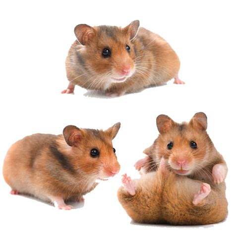 Do hamsters prefer light or dark?