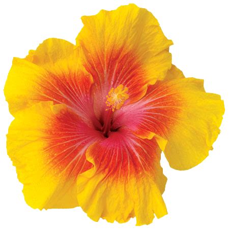 What is the lifespan of a hibiscus flower?
