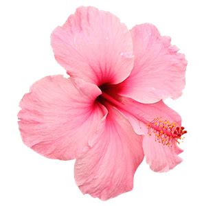 How do you keep hibiscus blooming?